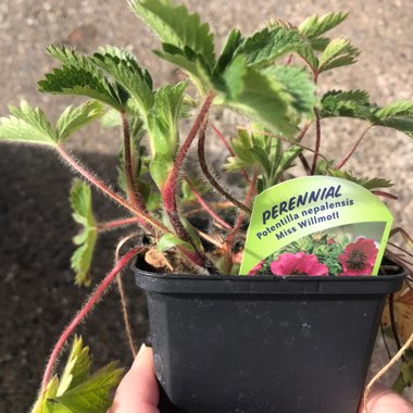 Potentilla nepalensis 'Miss Willmott'