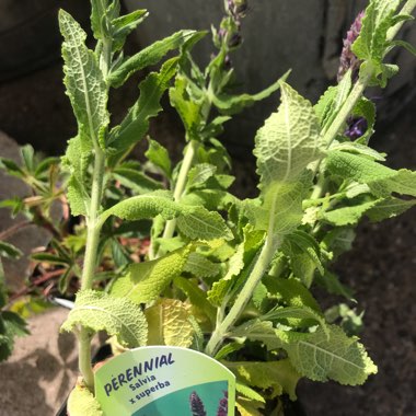 Salvia x superba