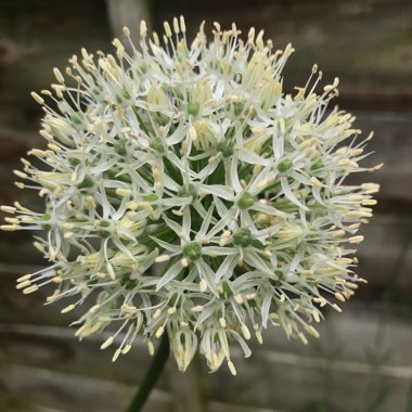 Allium