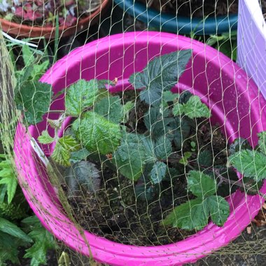 Rubus fruticosus