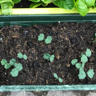 Tropaeolum majus 'Ladybird Cream Purple Spot'