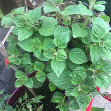 Salvia elegans 'Tangerine'