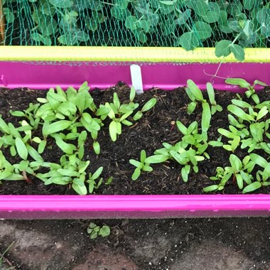 Beta vulgaris subsp. cicla var. flavescens 'Bright Lights'