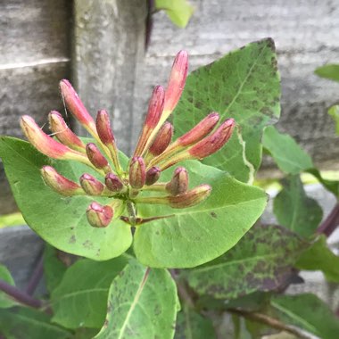 Lonicera periclymenum 'Graham Thomas'