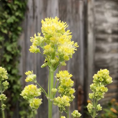 Thalictrum flavum subsp. glaucum syn. Thalictrum flavum 'Glauca' ; Thalictrum speciosissimum