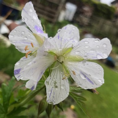 Geranium pratense 'Striatum' syn. Geranium pratense 'Splish Splash'