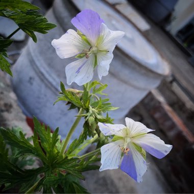 Geranium pratense 'Striatum' syn. Geranium pratense 'Splish Splash'