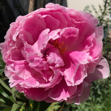 Paeonia