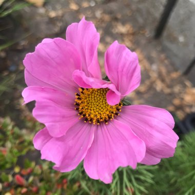 Cosmos