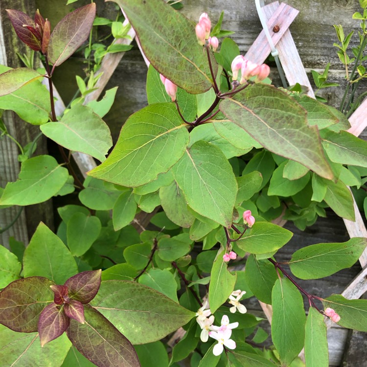 Plant image Lonicera tatarica