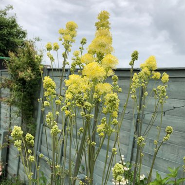 Yellow meadow rue