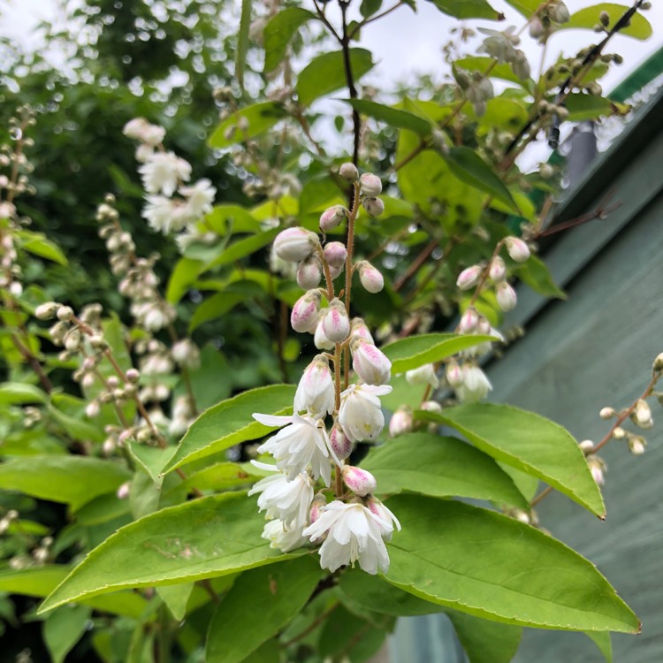 Plant image Deutzia scabra