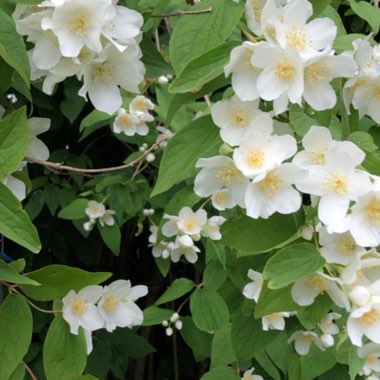 Mock Orange