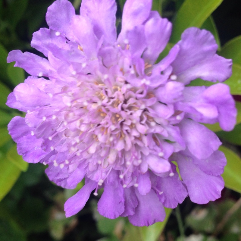 Plant image Scabiosa caucasica 'Clive Greaves'