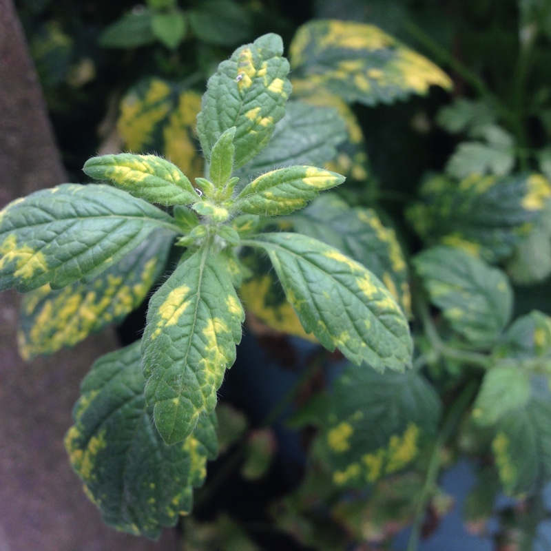 Plant image Melissa officinalis 'Aurea'