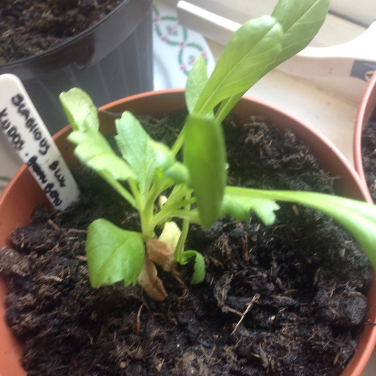 Plant image Scabiosa incisa 'Kudo'