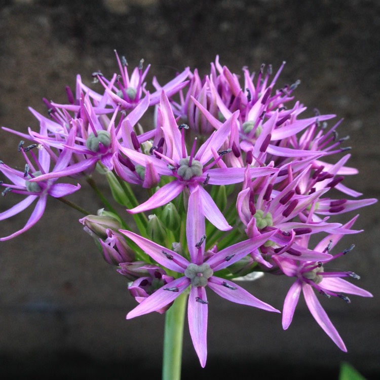 plant image 417621