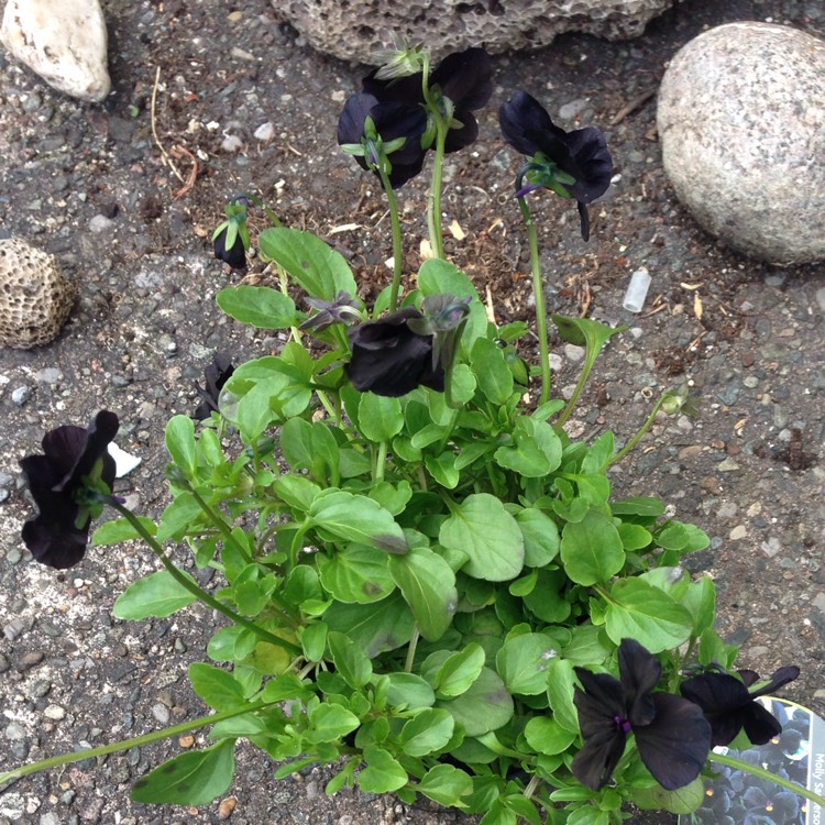 Plant image Viola cornuta 'Molly Sanderson'