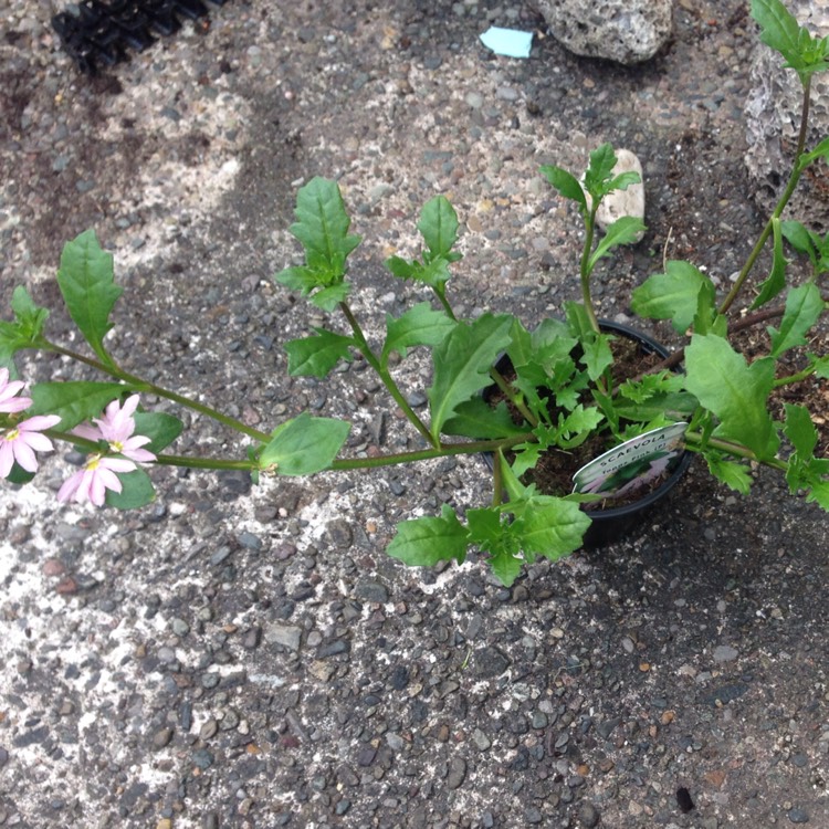 Plant image Scaevola aemula