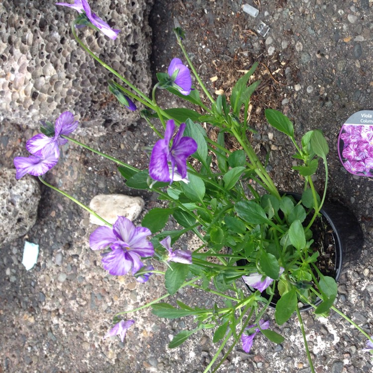 Plant image Viola 'Columbine'