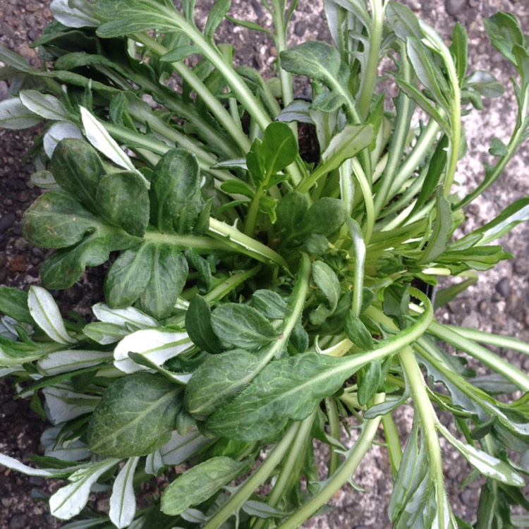 Plant image Gazania splendens 'Big Kiss White Flame'