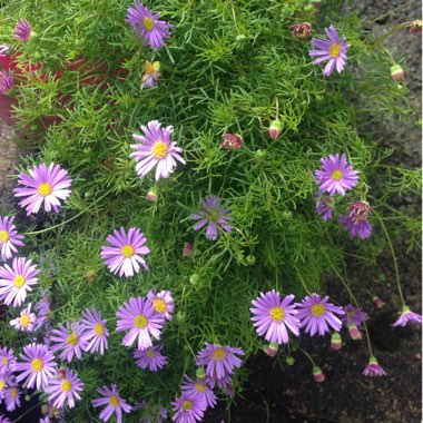 Brachyscome iberidifolia