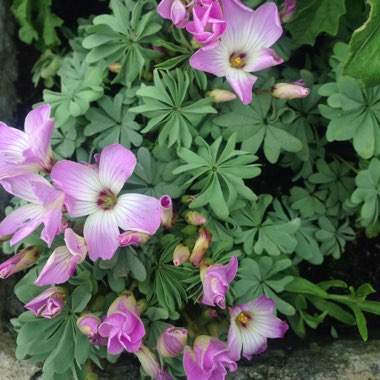 Oxalis Adenophylla