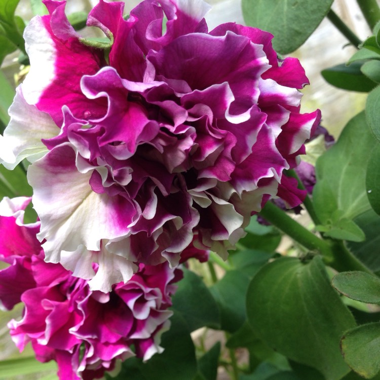 Plant image Petunia Double