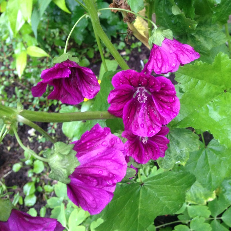 Plant image Malva sylvestris 'Mauritiana'