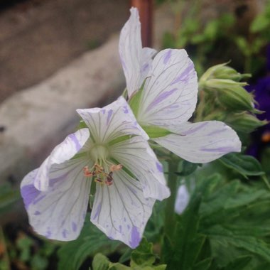 Geranium pratense 'Striatum' syn. Geranium pratense 'Splish Splash'