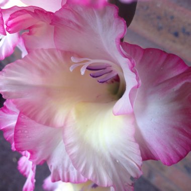 Gladiolus