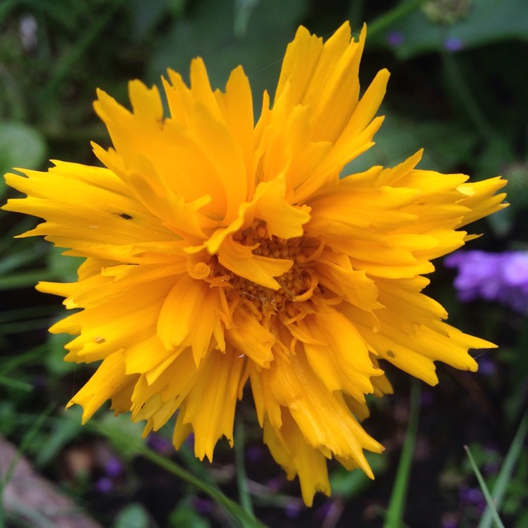 Plant image Coreopsis grandiflora 'Golden Joy'