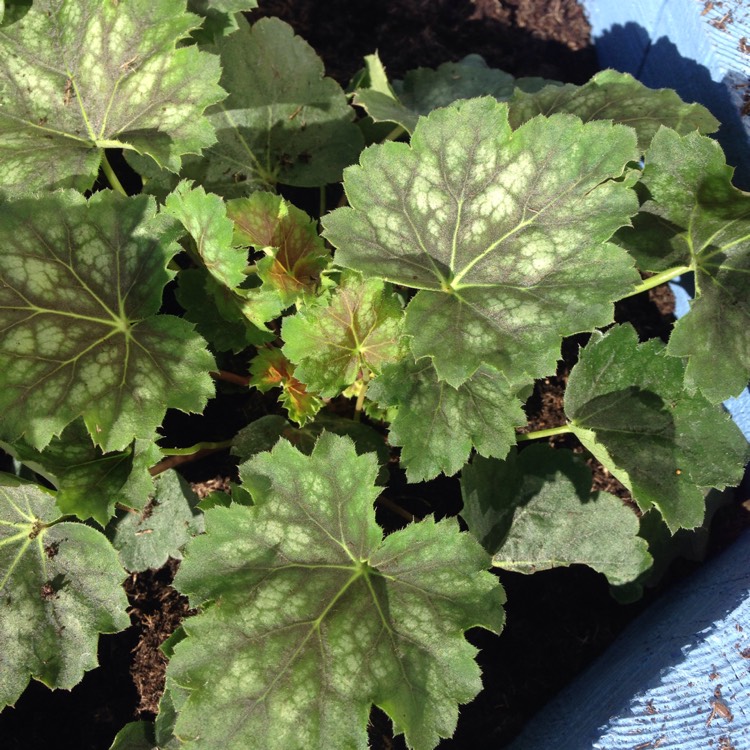 Plant image Heuchera 'Marvelous Marble'