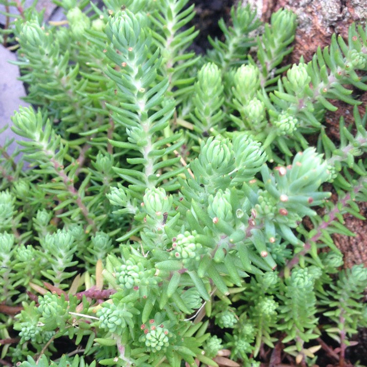 Plant image Sedum Reflexum 'Blue 'Cushion'