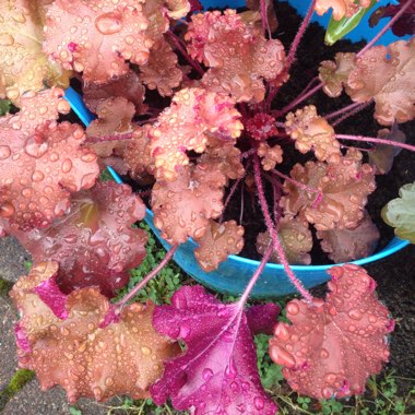 Heuchera 'Marmalade'