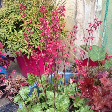 Heuchera americana 'Paris' syn. Heuchera 'Paris'