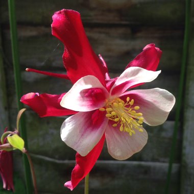 Aquilegia