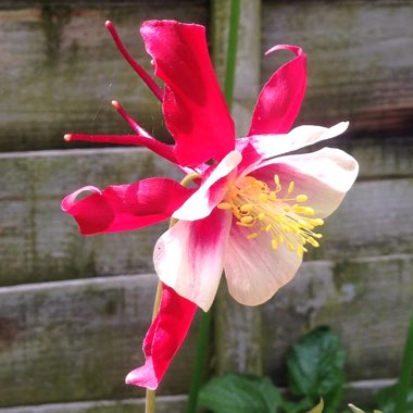 Aquilegia