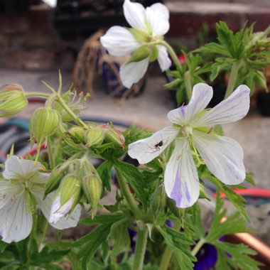 Geranium pratense 'Striatum' syn. Geranium pratense 'Splish Splash'