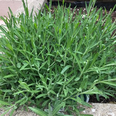 Lavender (Species) English Lavender