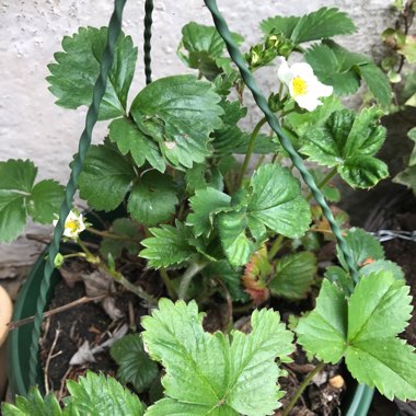 Woodland Strawberry 'Alba'