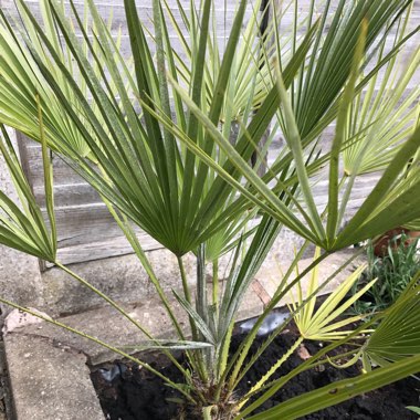 Mediterranean Fan Palm