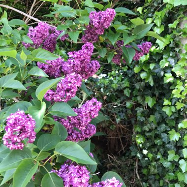 Butterfly Bush 'Buzz Indigo'