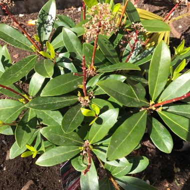 Japanese Skimmia