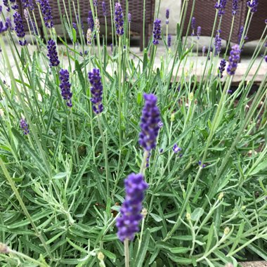 Lavender (Species) English Lavender