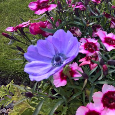 Anemone De Caen 'Mr Fokker'