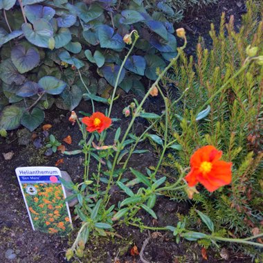 Rock Rose 'Ben Mohr'