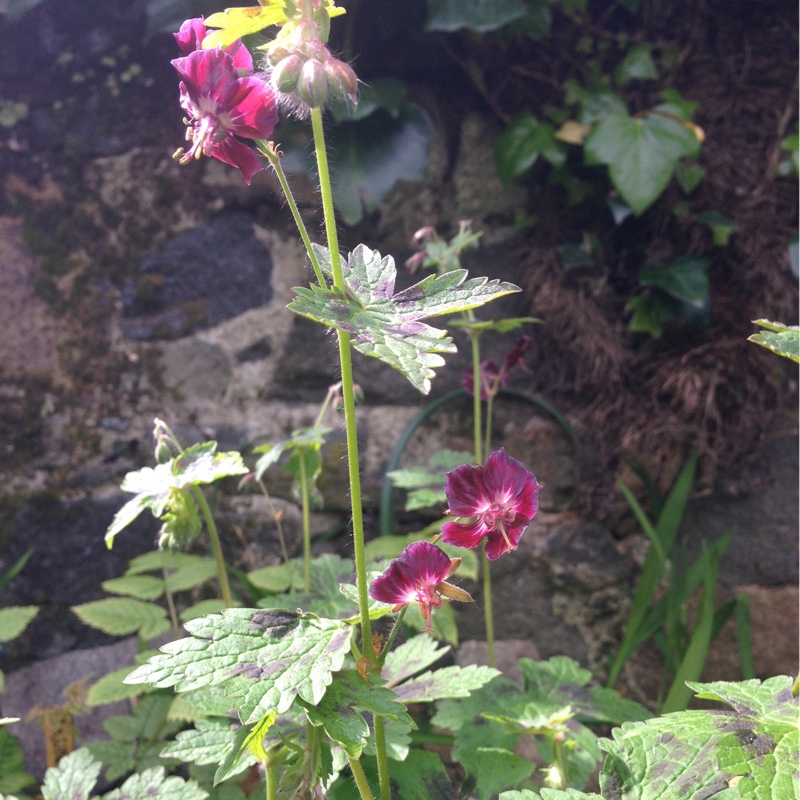 Plant image Geranium phaeum