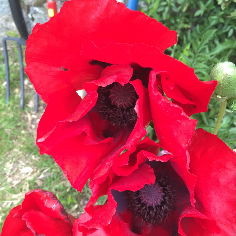 Plant image Papaver orientale 'Beauty of Livermere'