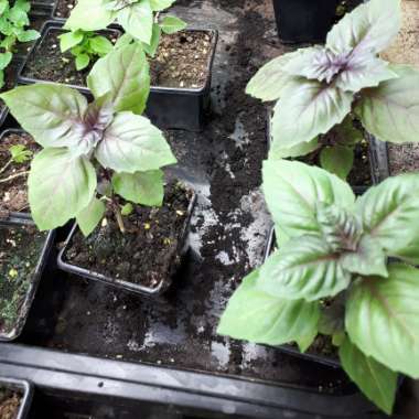 Purple Basil 'Purple Ruffles'